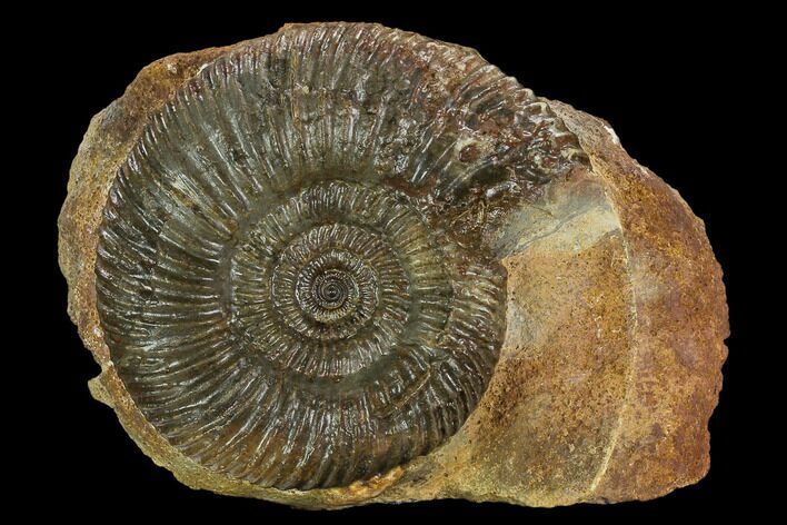 4" Jurassic Ammonite (Parkinsonia) Fossil - Sengenthal, Germany